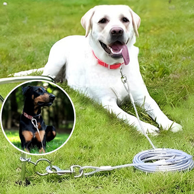 labrador dorbermann couché gazon longe pour chien