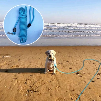 bébé labrador plage longe pour chien bleu