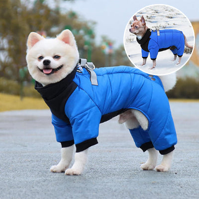 manteau chien bleu Chihuahua manteau chien bleu Shiba Inu heureux 
