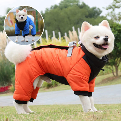 manteau chien orange Shiba Inu manteau chien bleu Shiba Inu heureux 