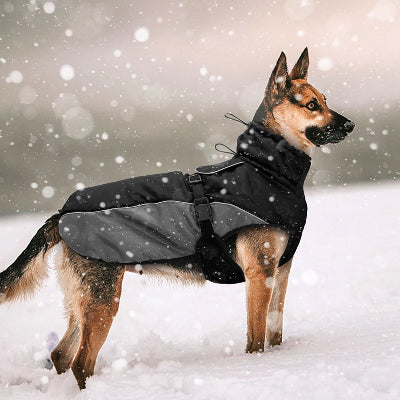 manteau chien noir gris Berger allemand neige 