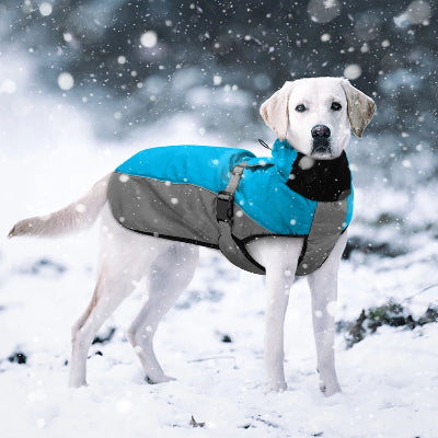 manteau chien bleu gris Labrador neige 
