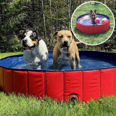 piscine-pour-chien-plipool-bonheur