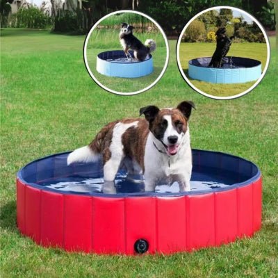 piscine-pour-chien-plipool-ete